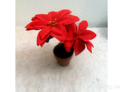 christstern