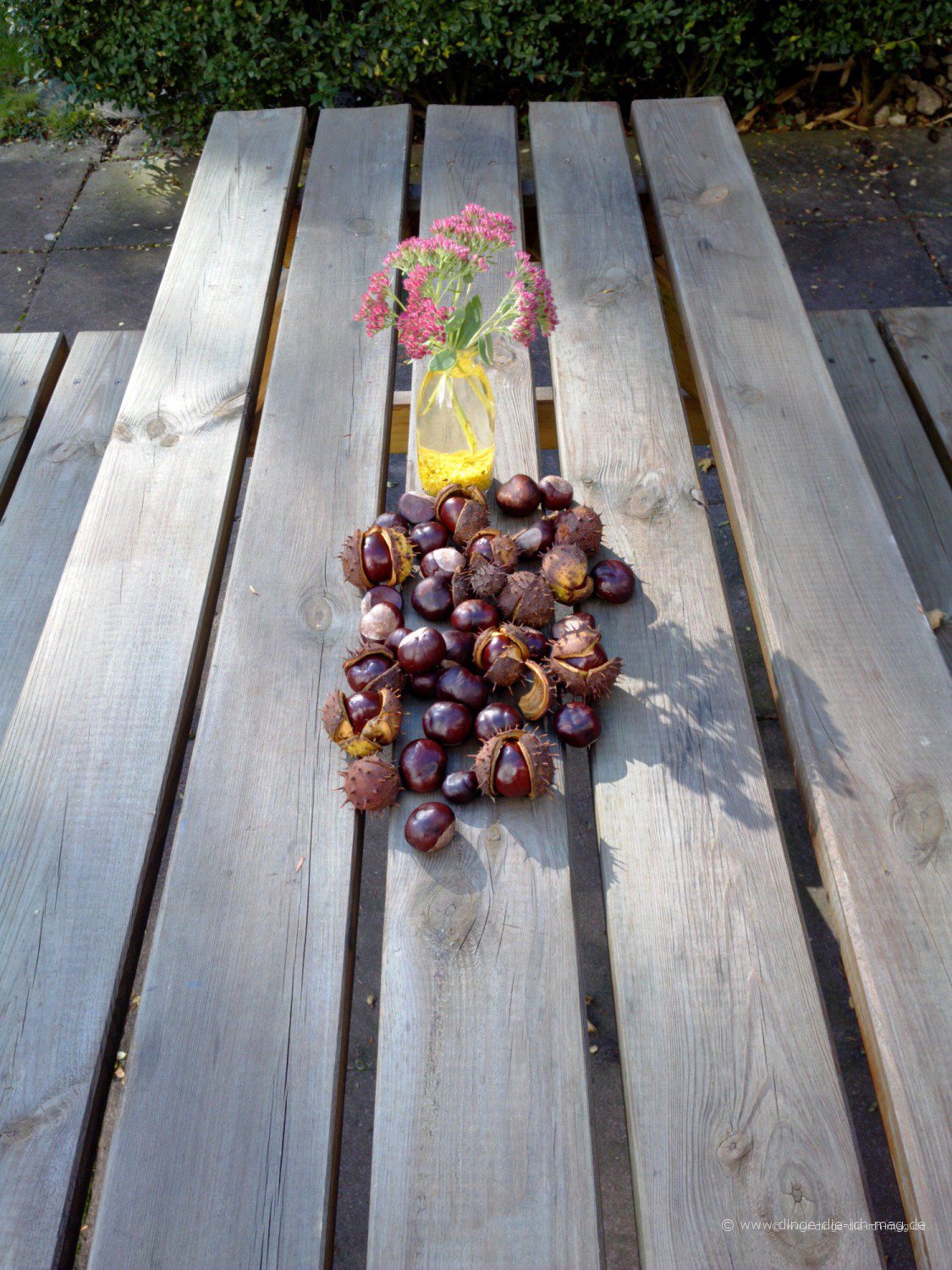 Kastanien und "Prächtige Fetthenne" eine schöne Herbstkombo
