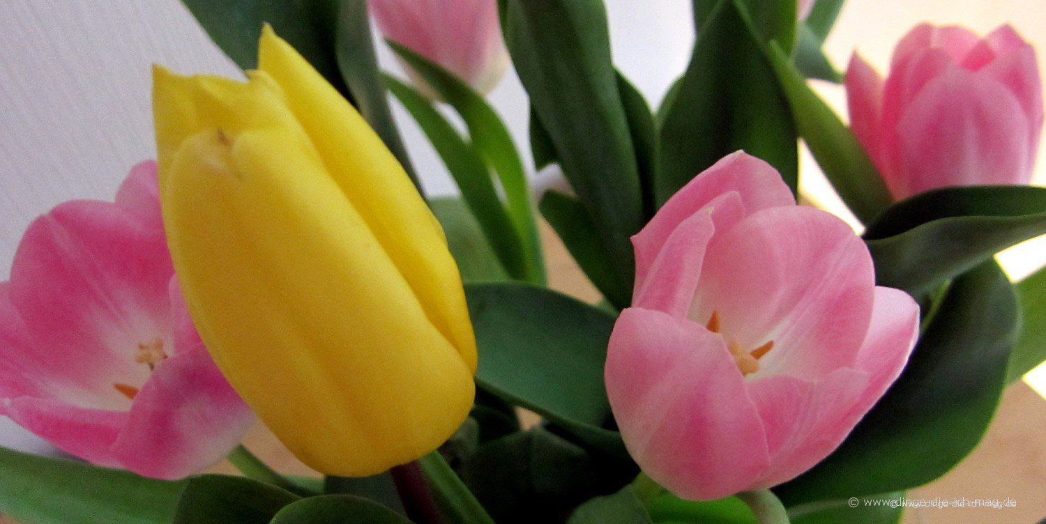 tulpen