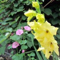 blumen-3