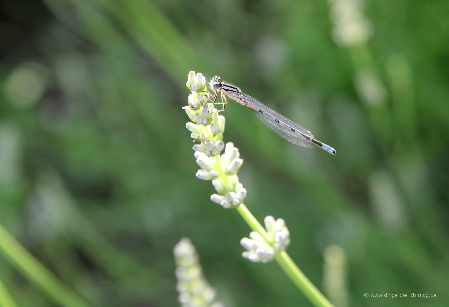 libelle