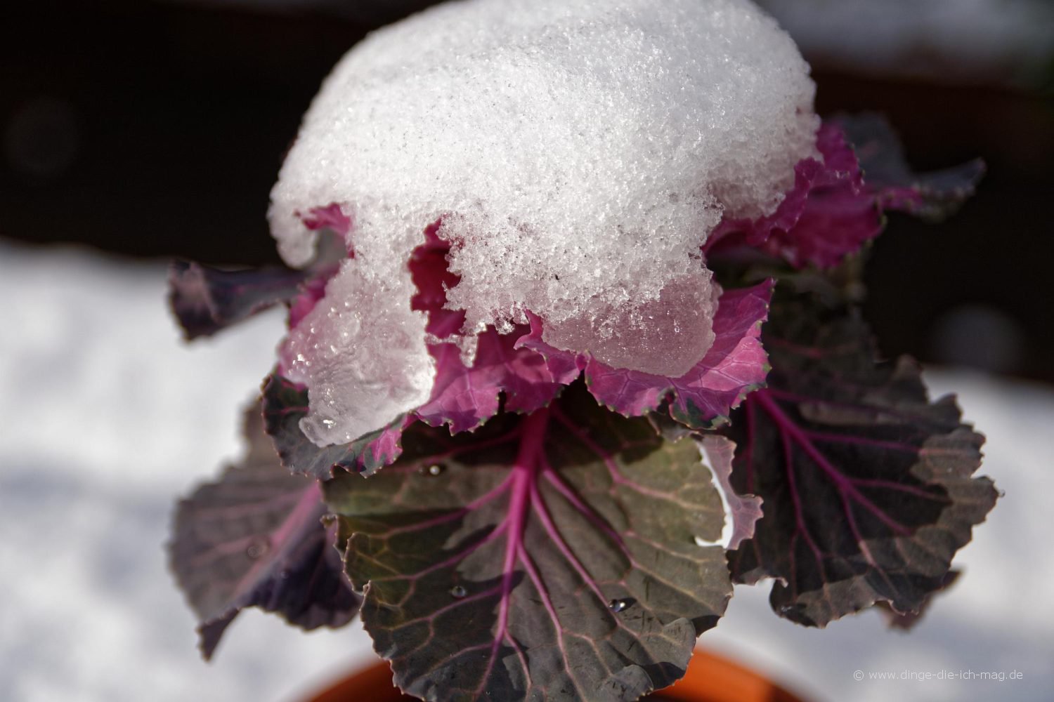 Zierkohl im Schnee